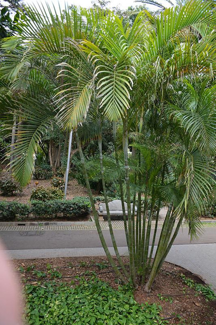 12" & Up Foliage ARECA PALM 14" 