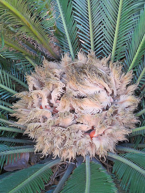12" & Up Foliage SAGO PALM 14" 
