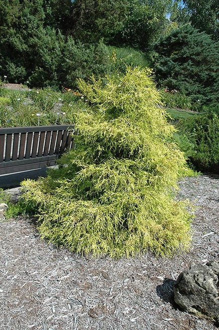 Up to 4" LEMON CYPRESS CONE 4" 