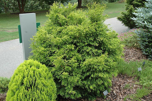 5-9" Foliage LEMON CYPRESS 6" 