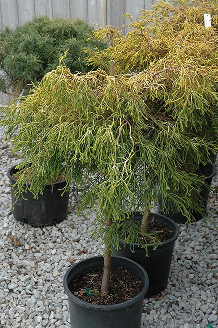 5-9" Foliage GOLDCREST 326737 