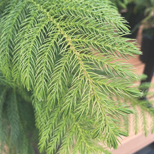 Up to 4" NORFOLK ISLAND PINE 4" 