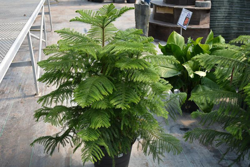 5-9" Foliage NORFOLK ISLAND PINE 6" 