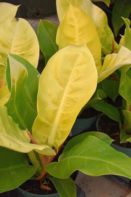 5-9" Foliage PHILODENDRON PINK PRINCESS 6" 