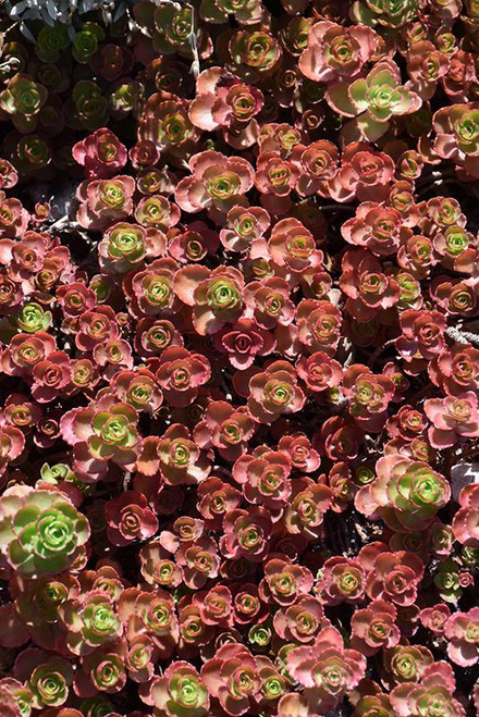  Sedum Spurium Dragons Blood 116976 