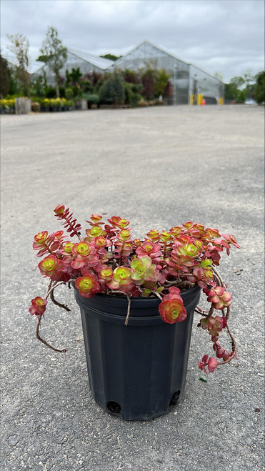 Sedum Spurium Dragons Blood 116976 