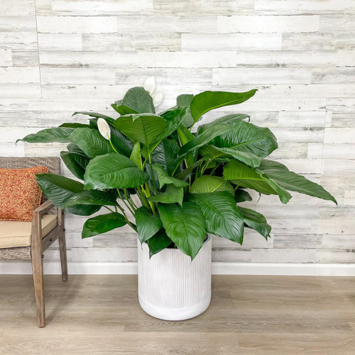 12" & Up Foliage SPATHIPHYLLUM 14" 