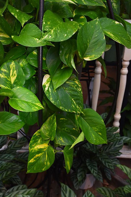 5-9" Foliage POTHOS GOLDEN TOTEM 10"- 26"TP 