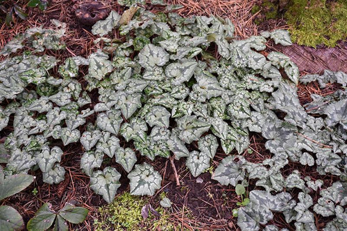 Cyclamen CYCLAMEN 6"PREMIUM 