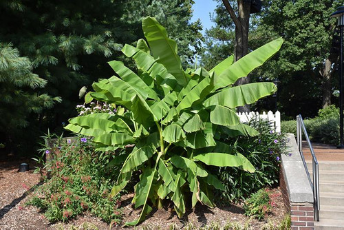 5-9" Foliage MUSA 131466 