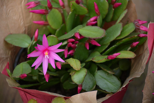 CHRISTMAS CACTUS 4"