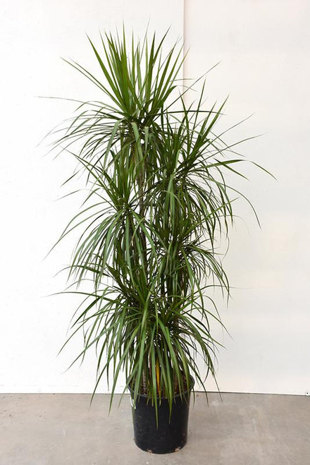 10" Foliage DRACAENA MARGINATA BRAID 10 