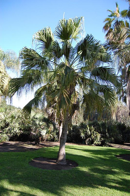 12" & Up Foliage CHINESE FAN PALM 12"/5GAL 