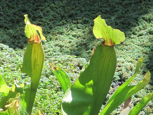 NEPENTHES 8INHB