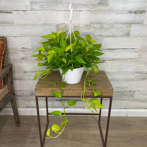 POTHOS NEON 8"HB