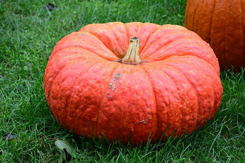 Pumpkins PUMPKIN CINDERELLA LARGE 