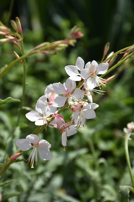 Gaura lind Whirling Butterfly 139244
