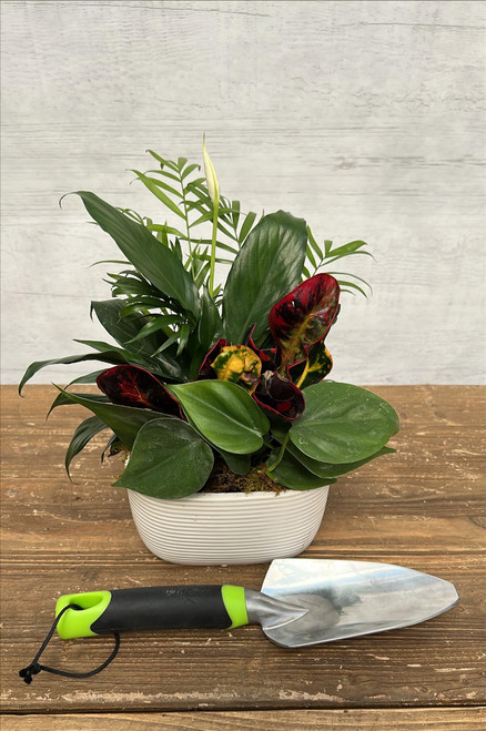 Dish Gardens  DISH GRDN XKSAS125 