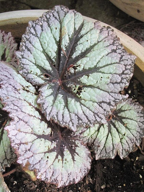 Begonias REX BEGONIA 4" 124324 