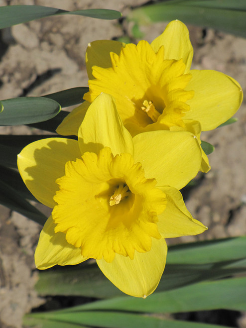 DAFFODIL 7"