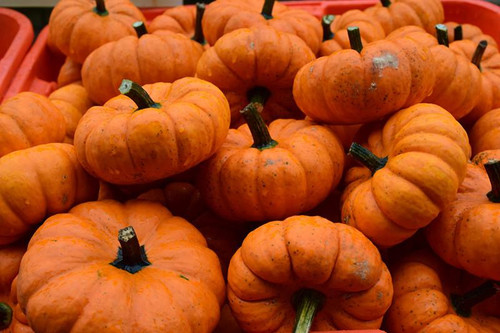 Pumpkins MUNCHKINS/JACK/WEE B LITTLE/CASPERITAS 163149 