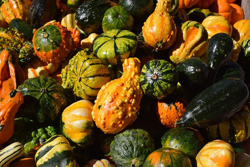 Gourds GOURDS 163197 