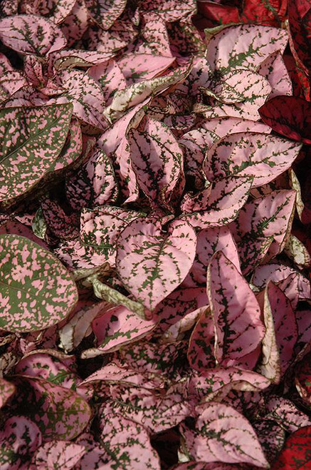 Up to 4" HYPOESTES 4" 