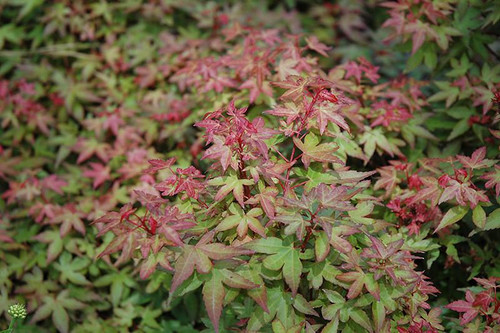 Acer palmatum assorted 168399 