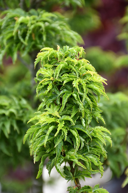 Acer palmatum Shishigashira 168486