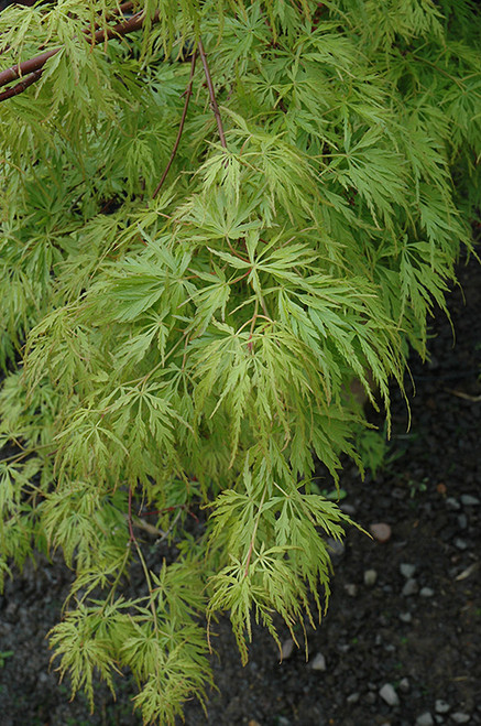 Acer palmatum dissectum Seiryu 168543