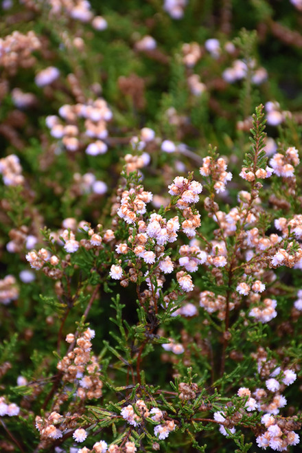 Calluna vulgaris County Wicklow 168823