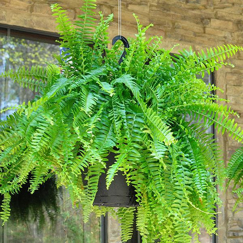10" Fol. Hb BOSTON FERN 10"HB 