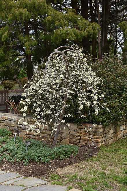 Other Dec. Tree Cercis canadensis Vanilla Twist 168908 