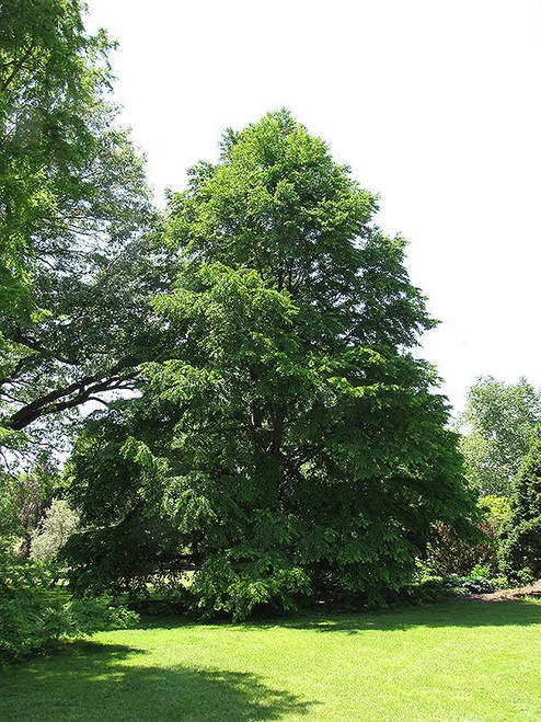 Other Dec. Tree Cercidiphyllum japonicum 168914 