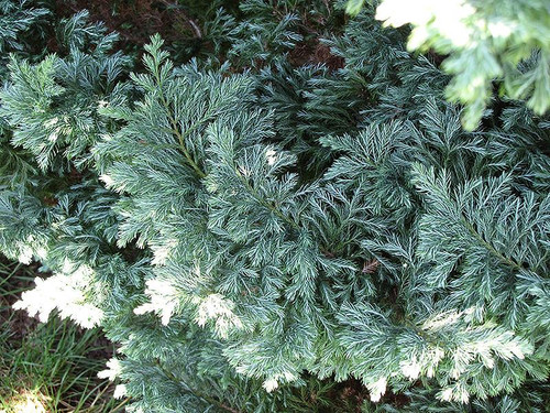 Chamacyparis Chamaecyparis pisifera Boulevard 169001 