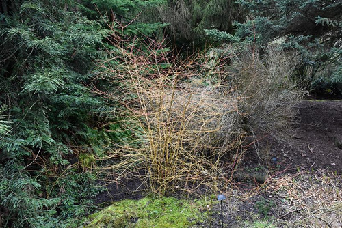 Other Deciduous Cornus sanguinea 169037 
