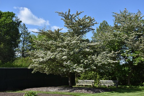 Crataegus viridis Winter King 169060