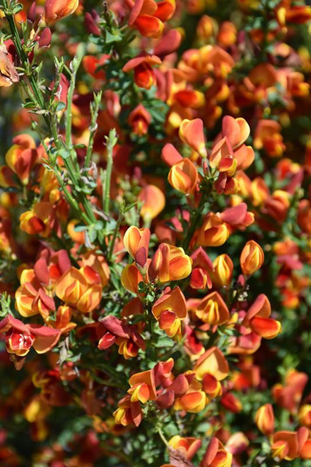 Other Deciduous Cytisus scoparius Lena 169083 