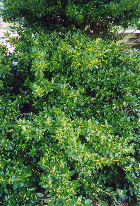 Euonymus fortunei Sunrise 169121