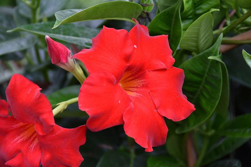 Mandevilla MANDEVILLA 12"TEEPEE/TRELLIS 