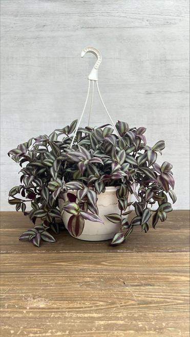 10" Fol. Hb FOLIAGE 10"HB 