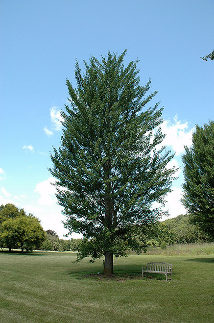 Ginkgo biloba Princeton Sentry 169260