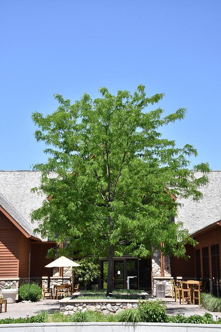 Other Dec. Tree Gleditsia triacanthos Skyline 169263 