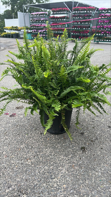 10" Foliage KIMBERLY QUEEN FERN 10" 