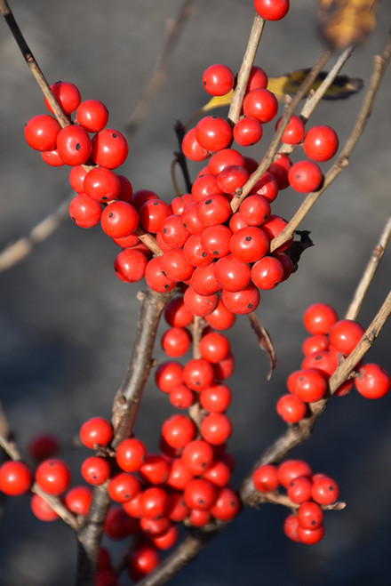 Ilex verticillata Berry Poppins 324941