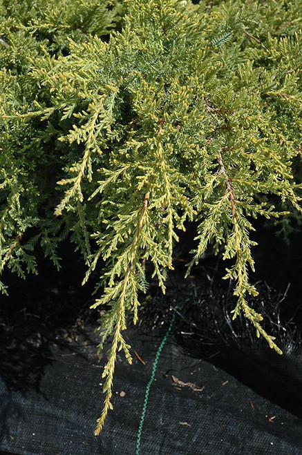 Juniperous Juniperus chinensis Gold Star 169461 