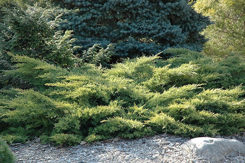 Juniperous Juniperus chinensis Gold Star 169461 