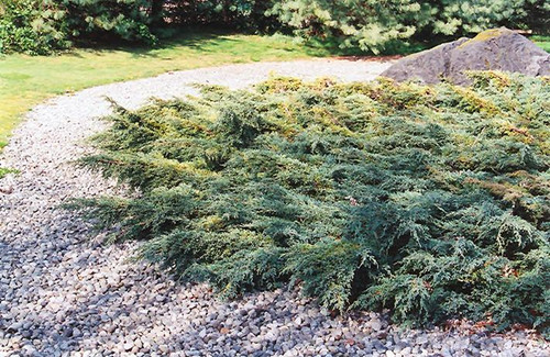Juniperous Juniperus squamata Holger 169473 