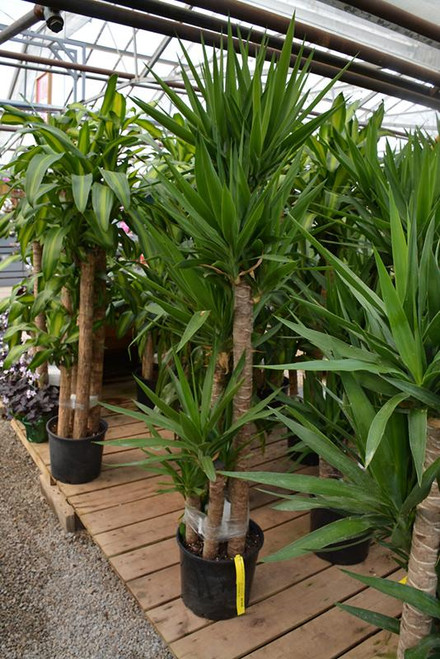 10" Foliage YUCCA CANE 10" 2PP 