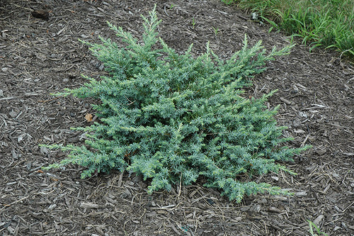 Image of Juniper 'Silver Mist' (Juniperus squamata 'Silver Mist') shrub